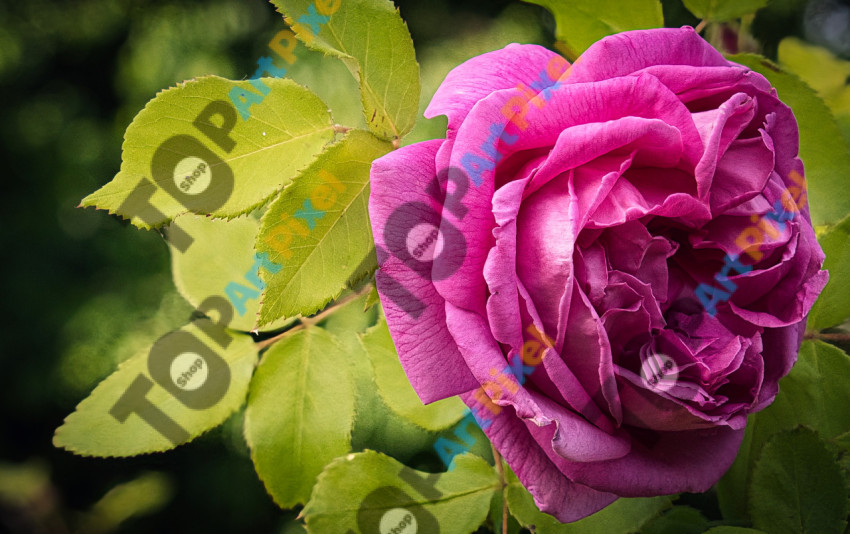 DSC07330 Rose
