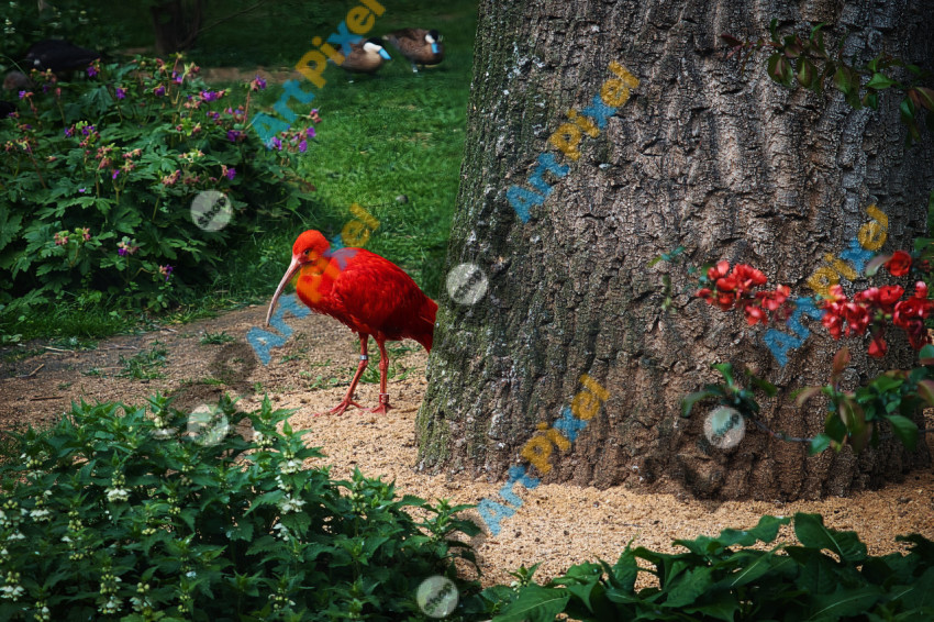 Ibis