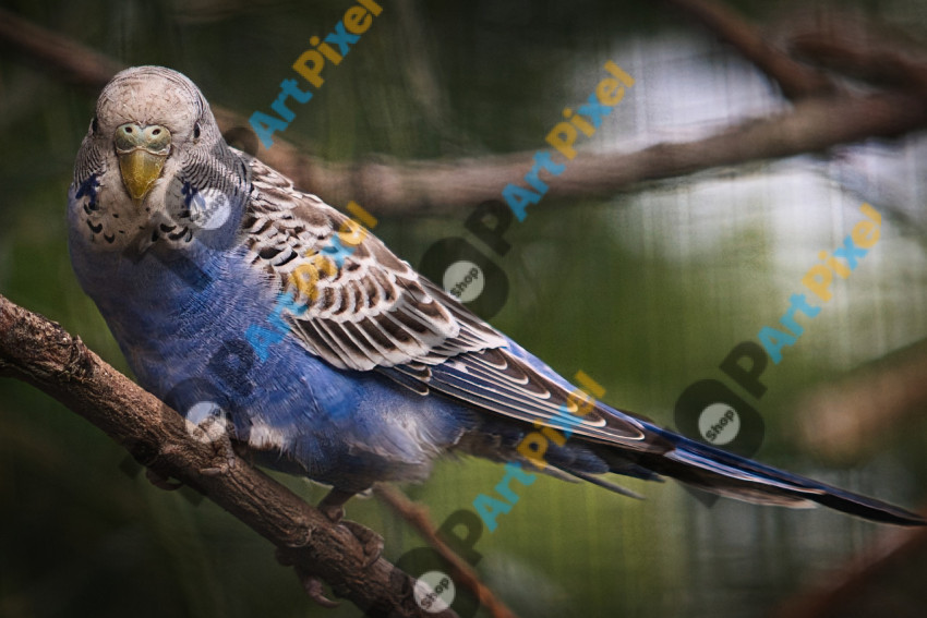 Parrot