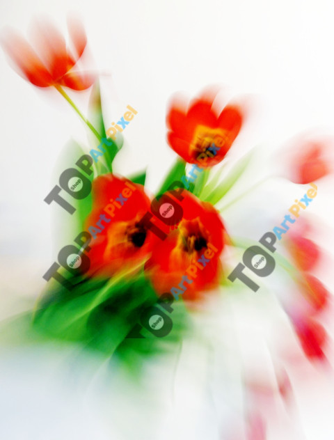 Tulips in the wind