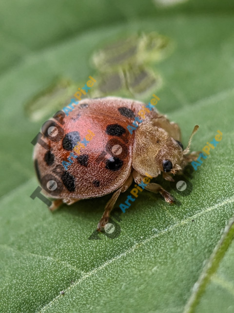 Henosepilachna vigintioctopunctata