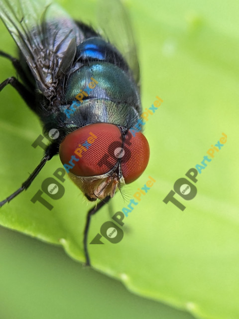 musca domestika lalat rumah