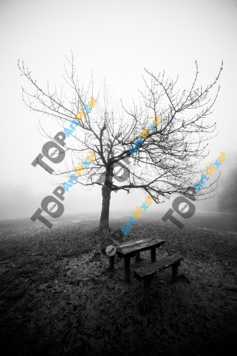 Fog - Normafa