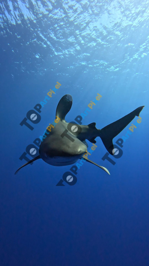 e43a85d6 139e 470f 9bf0 4476ec986281 1 all 15313