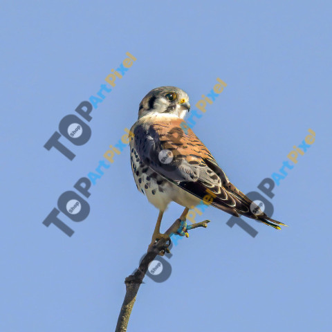 American Kestrel  Z91 4934 2048b 1