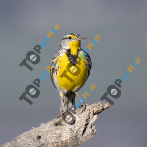 Western Meadowlark Z91 0872 2048