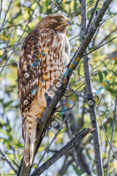 Merlin Z91 4815 2048